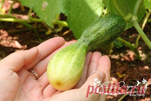 Почему огурцы скручиваются и становятся кривыми? Те, кто занимаются…