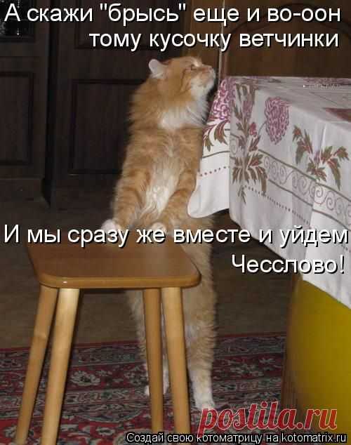 Котоматрица: Круть
