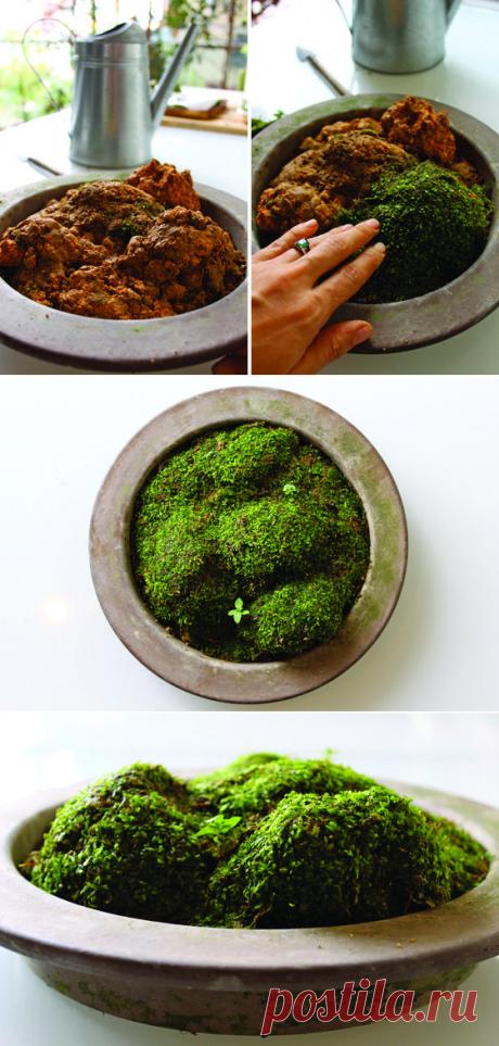 Make Your Own Moss Garden