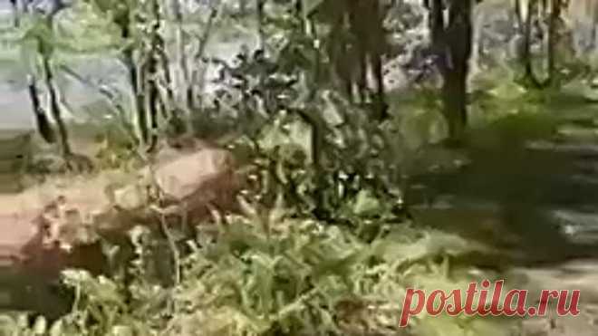 Я раньше не слышала эту песню