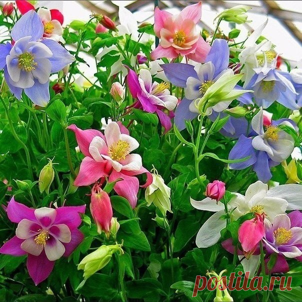Одноклассники