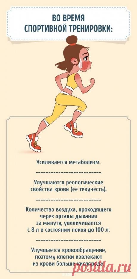Как меняется состояние нашего организма после того, как мы начнем тренироваться