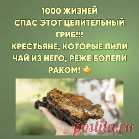 ЧУДО ПРИРОДЫ 😱 ЧАГА