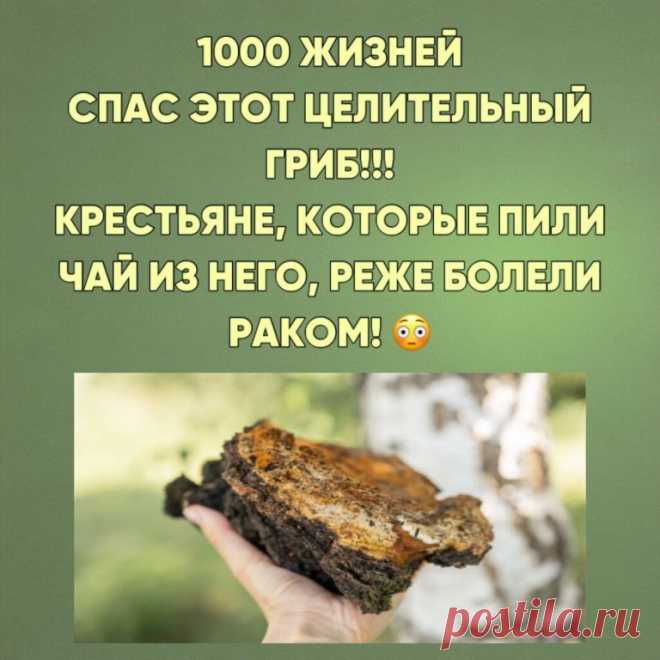 ЧУДО ПРИРОДЫ 😱 ЧАГА