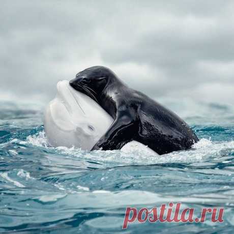 Публикация Perfect Oceans™ в Instagram • Июн 22 2017 в 4:27 UTC 10.3 тыс. отметок «Нравится», 193 комментариев — Perfect Oceans™ (@perfect_oceans) в Instagram: «Warm hugs in cold water. 😍 This stunning shot captures the moment a seal takes a free ride from a…»