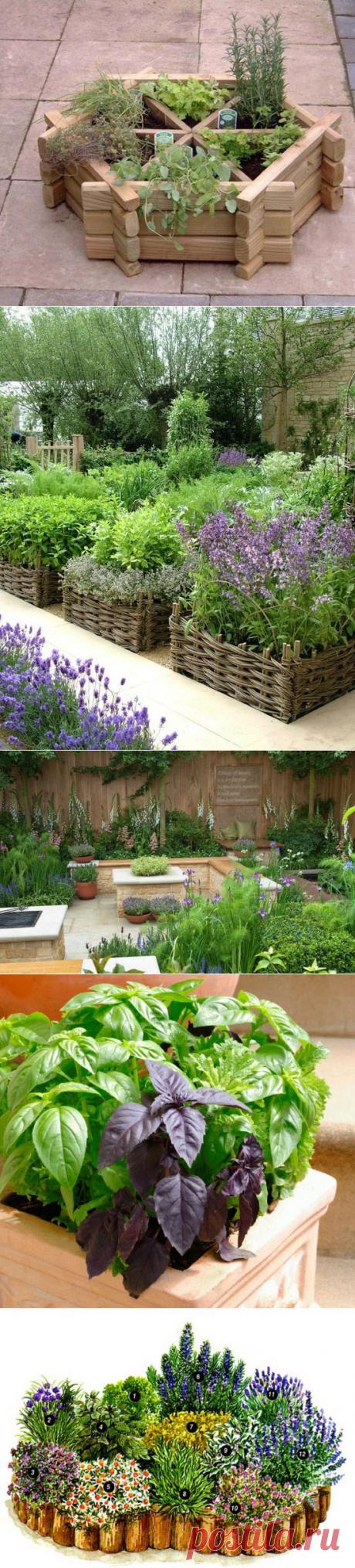 Сад с пряностями или Как вырастить душистые травы .