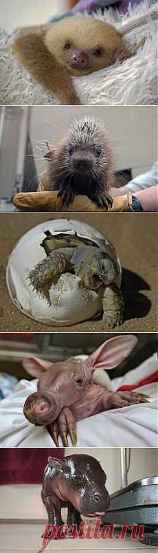 (99) Одноклассники