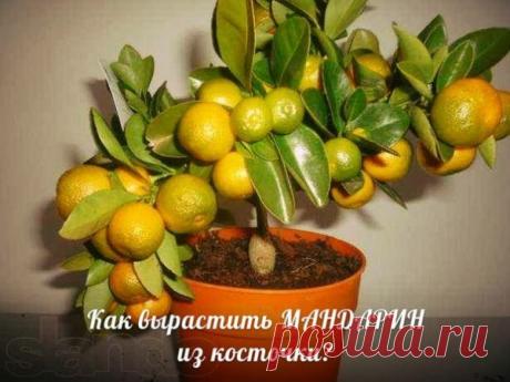 Как вырастить МАНДАРИН из косточки в домашних условиях?