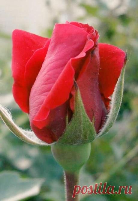 (11) Pinterest