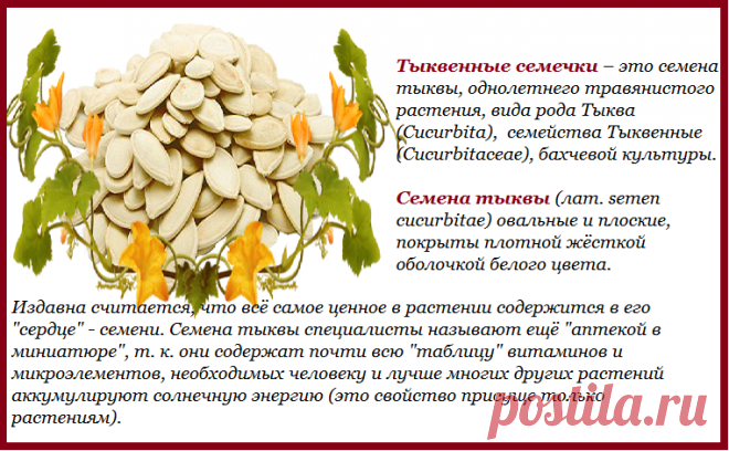 semena-tykvy.png (762×471)