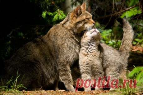 Wildkatze (Felis silvestris) - Naturbild-Galerie: Wildkatze - Fokusnatur Naturfotografie