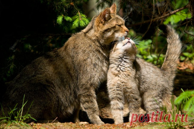 Wildkatze (Felis silvestris) - Naturbild-Galerie: Wildkatze - Fokusnatur Naturfotografie