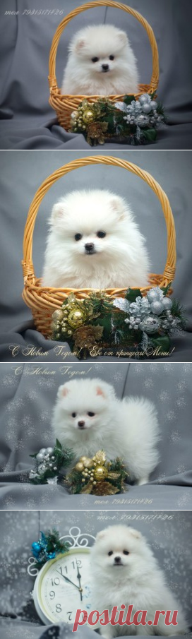 Белые шпицы на продажу! | Полярная династия