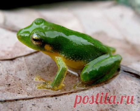 Листовая лягушка Pristimantis viridis, Колумбия.
https://www.iucnredlist.org/details/57047/0