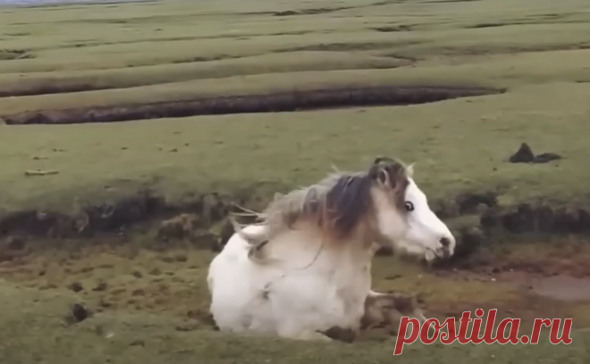 Дикая лошадь попала в болото и ждала, когда прилив избавит ее от страданий. Но тут появился мужчина и сразу бросился на помощь | Тайган | Дзен
