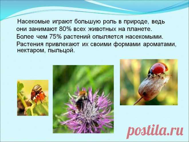 Тайная жизнь насекомых.. документальные фильмы