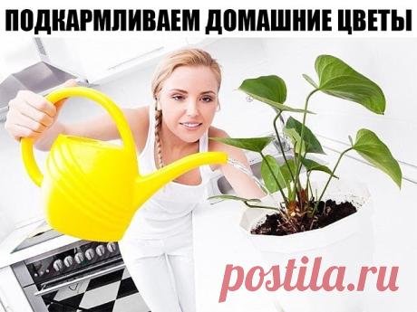 ПОДКАРМЛИВАЕМ ДОМАШНИЕ ЦВЕТЫ
Секрет роскошного комнатного цветника прост: растения нужно хорошо подкармливать, иначе не дождаться ни пышной листвы, ни хорошего цветения. Жесткая "диета", когда растение длительное время испытывает нехватку питательных веществ, обычно приводит к заболеванию – ведь сил для сопротивления у растения нет. Но как правильно составить меню для зеленых питомцев, учитывая их разные вкусы?
1. Практически все растения любят сахар (а кактусы вообще вели...