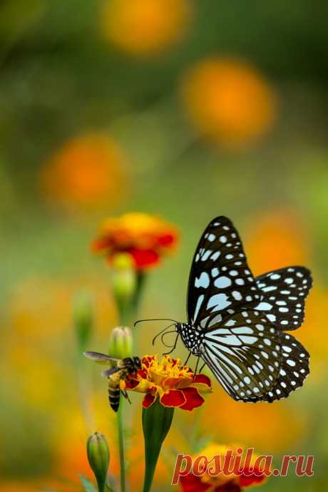 Butterflies &amp; moths! - Google+