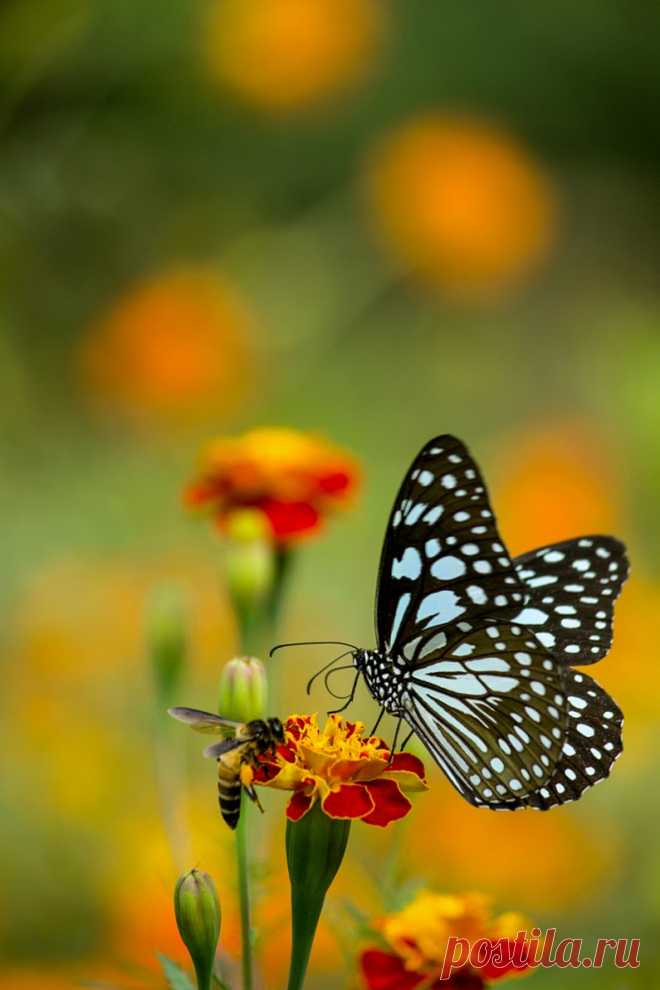 Butterflies & moths! - Google+