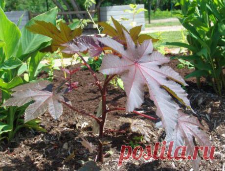 Клещевина обыкновенная - Ботаничка.ru