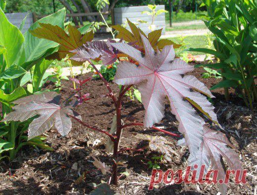 Клещевина обыкновенная - Ботаничка.ru