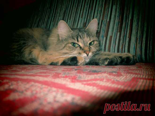 Клуб любителей кошек