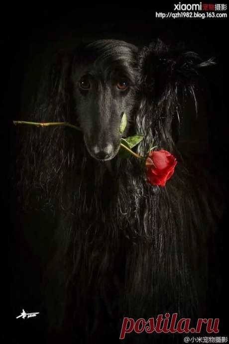 (162) Pinterest