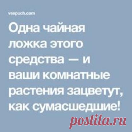 Одна чайная ложка этого средства — и ваши комнатные растения зацветут, как сумасшедшие!