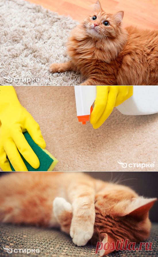 Как убрать запах кошачьей мочи с ковра: обзор самых эффективных средств