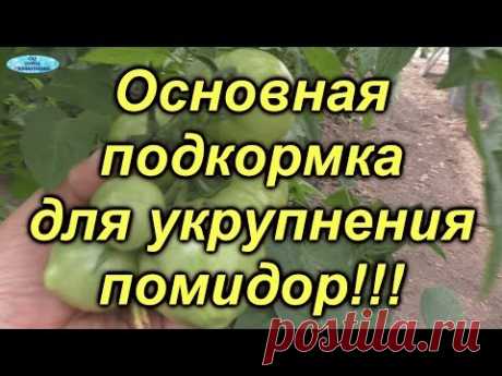 Подкормка, которая даёт урожай крупных томатов: