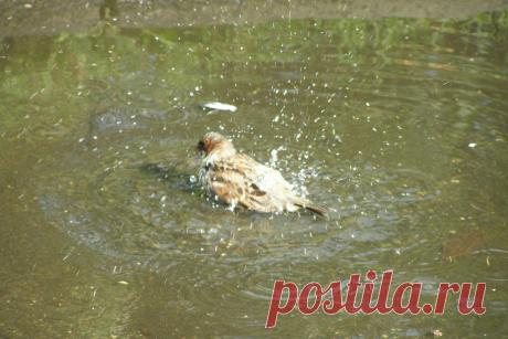 Природа