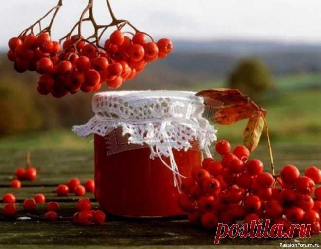 Польза рябины