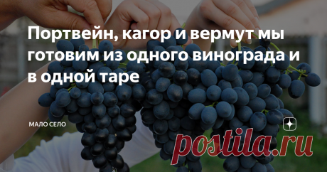 Портвейн, кагор и вермут мы готовим из одного винограда и в одной таре Первый жом винограда это портвейн. Второй - кагор. И третий, соответственно, вермут. Готовим разные марки вина мы у себя дома из винограда "Молдова".
Этот виноград регулярно радует своим плодородием. Кисти плотно сбитые, ягоды на конце как бы вытянуты. Вино из них получается насыщенного темно-рубинового цвета.
Конечно, в своем саду на юге мы не выращиваем лозы в промышленных масштабах. Но "для дом