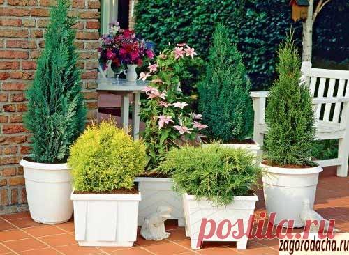 Хвойные в горшках – выращивание на балконе и террасе