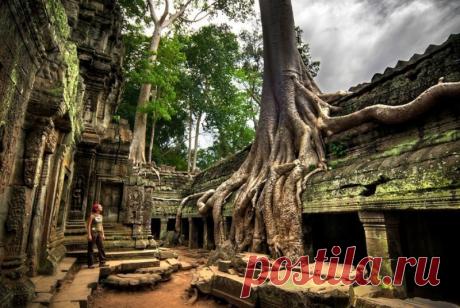 Гигантские деревья Баньян в храме Та Пром (12 в.), Камбоджа.