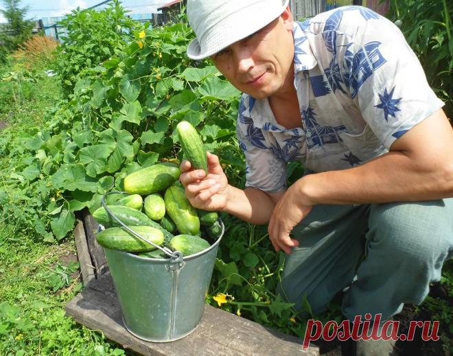 Показываю Высокоурожайный сорт огурцов, который дает мне до 9-ми кг с куста . И при этом Не болеет | Блог про дачу | Яндекс Дзен