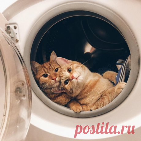 Почему один кот — хорошо, а два — лучше