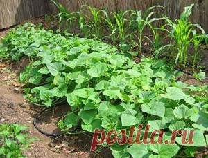 Выращивание огурцов в открытом грунте | Дачное царство