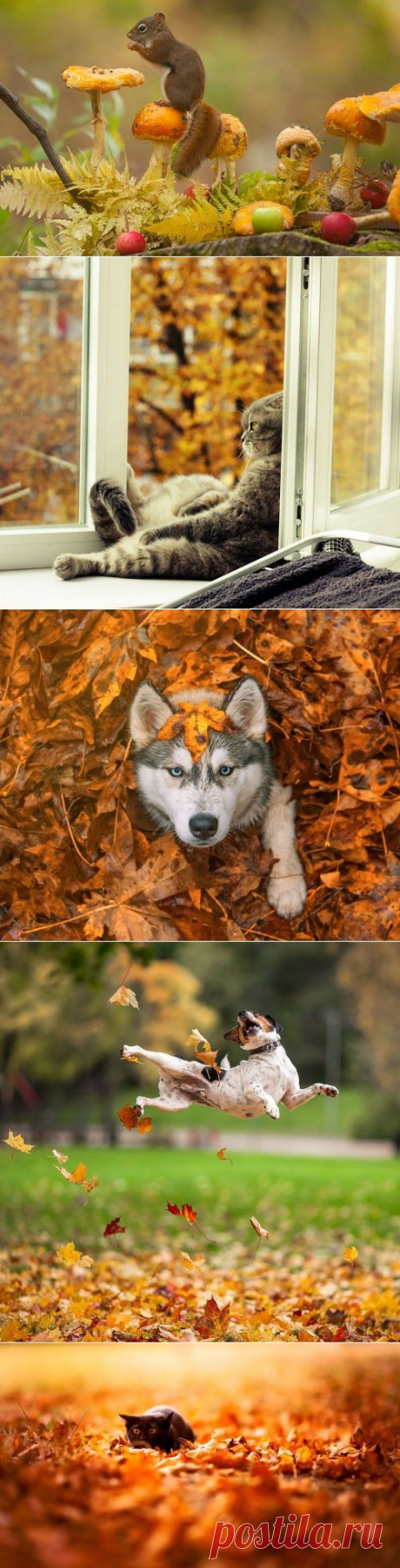 Животные и осень