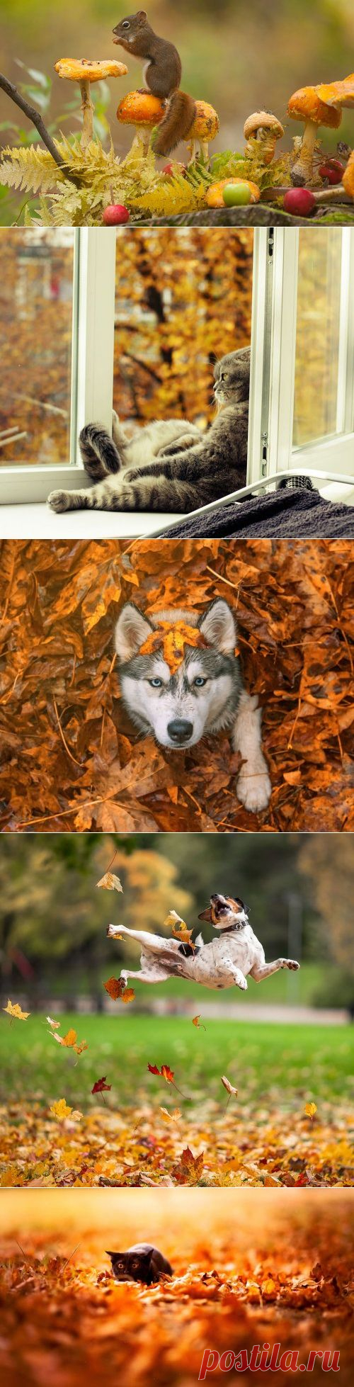 Животные и осень