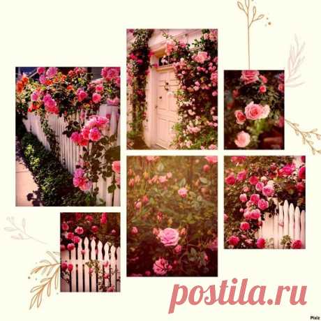 Flowers Roses Nature Red Vintage Tenderness Inspiration
#винтаж #мода #дизайн