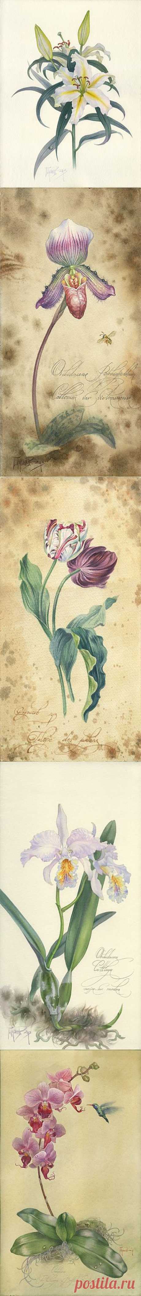 Ботаническая живопись ( Botanical Art ) Павла Пугачева