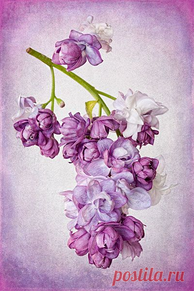 Before & After: Textured Lilac Photograph | French Kiss Collections, photography and design resources and tutorials