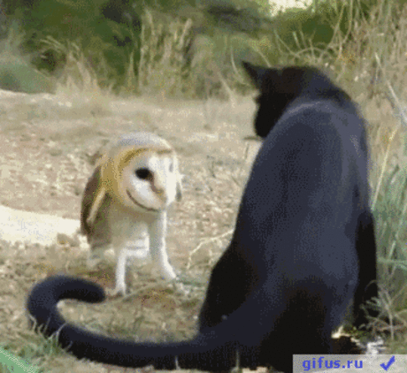 gifus.ru — «gif, гифки, гиф, gif анимация, животные, жестокость, Драки, Бокс, Коты, Совы, гифус» на Яндекс.Фотках