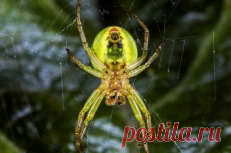 Новый вид пауков-ткачей Ученые обнаружили новый вид паука-ткача (Araneidae), который строит невероятно точную и геометрически правильную паутину. Это членистоногое отличается кислотно-зеленой окраской. В целом ткачи склонны создавать «красивые и архитектурно-эстетические паутины», которые выглядят так, будто...