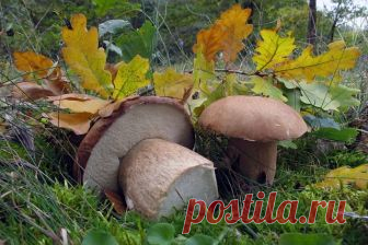 Глоток лесного утра...