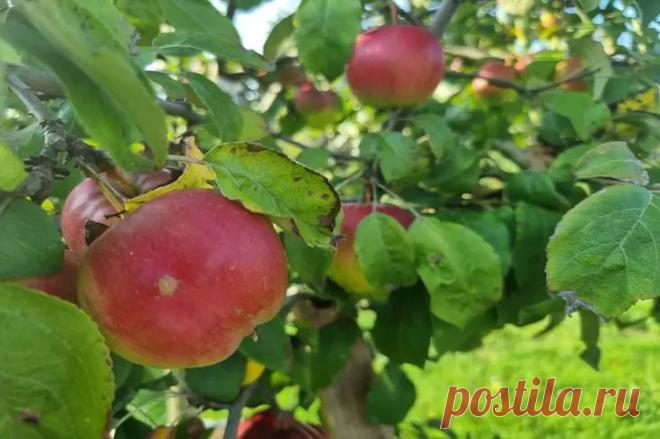 Эту таблетку закопайте под яблоню: урожай будет как в сказке — даже агрономы в шоке. Вы наверняка видели, как соседи собирают яблоки мешками, а ваше дерево плодоносит скудно. В чём секрет?