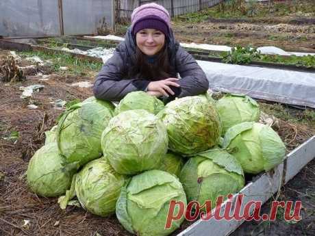 Капуста на дернине