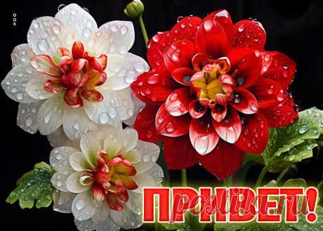 Цветочный привет!