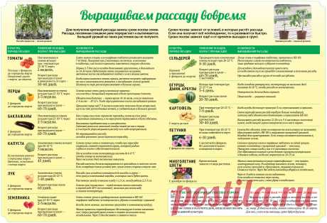 сроки выращивания рассады